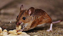 24 Hour & Emergency Exterminators in Blue Creek, IN